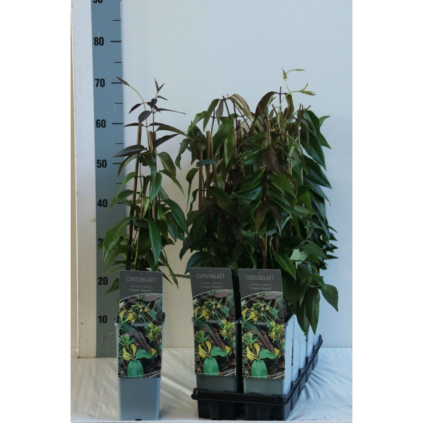 Kaprifol – Lonicera henryi 'Copper Beauty' - C2 50-60 CM 3 Stick